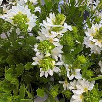 White Scaevola fan-shaped flowers blooming in a garden.
