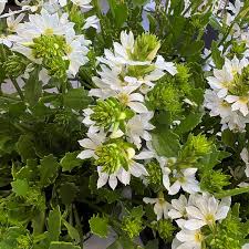 White Scaevola fan-shaped flowers blooming in a garden.
