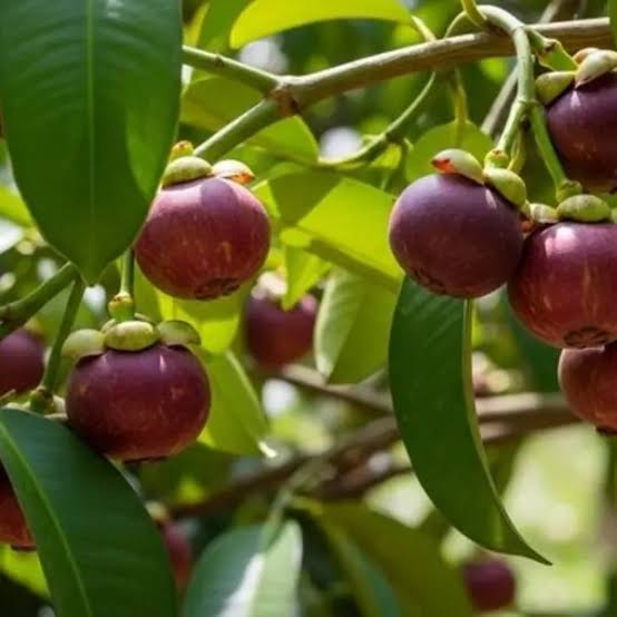 Mangosteen tree growing in a tropical garden setting