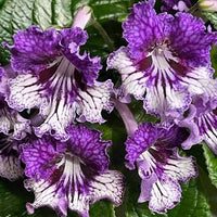 Ornamental Streptocarpus plants adding vibrant color to an indoor or shaded garden.

