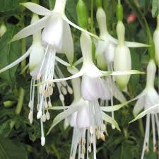 Green White Fuchsia Seeds for Planting, Heirloom Non-GMO Flowers for Home Garden