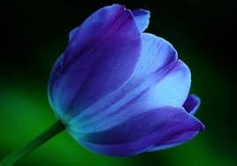 Dark Blue Tulip Flower Seeds for Planting Shade Tolerant Heirloom & GMO Free Seeds for Home Garden
 
 Sale
