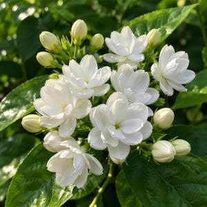 White Jasmine flowers climbing along a pergola in an ornamental landscape.


