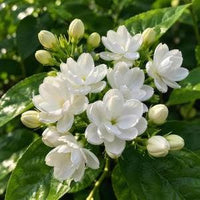 White Jasmine flowers climbing along a pergola in an ornamental landscape.

