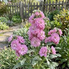 Pink Matthiola Incana Flower Seeds Flower seeds for Planting Shade Tolerant Heirloom & GMO Free Seeds for Home Garden