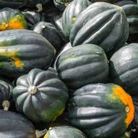 Table King Bush Acorn Squash Planting  Seed for Robust Growth and Delicious Harvest in Your Garden