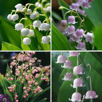 Lily of the Valley perennial plants in a shaded garden