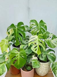Close-up of green and golden-yellow variegated leaves on a tropical climbing plant.
