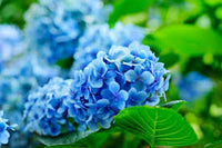 Deep Blue Hydrangea Flower seeds for Planting - Premium Quality, Heirloom & GMO Free Seeds for Home Garden
