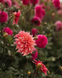 Dahlia flowers growing from planted bulbs in a garden