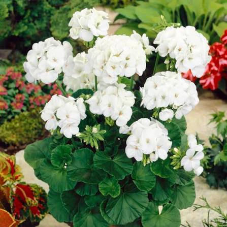 Compact Zonal Geranium White Ice growing in a sunny flower bed.

