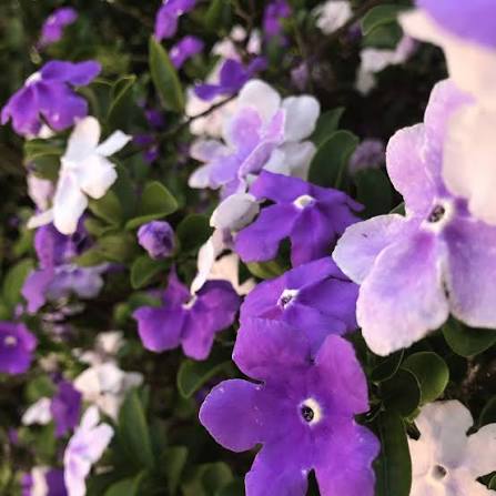 Purple Brunfelsia Pauciflora flowers blooming in a lush garden setting.
