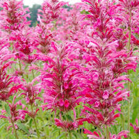 Agastache Cana Flower seeds for Planting - Drought Tolerant, Heirloom & GMO Free Seeds for Home Garden