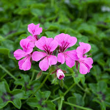 Light Violet Red Geranium Flower Seeds for Planting Easy to Grow Heirloom & GMO Free Seeds for Home Garden
 
 Sale