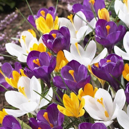Colorful Crocus flowers growing in a garden