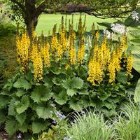 Ligularia Flower seeds for Planting - Wildflower Mix, Heirloom & GMO Free Seeds for Home Garden