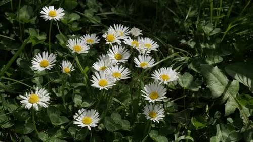 English Daisy plants creating a soft ground cover effect in a meadow-style garden.