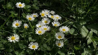 English Daisy plants creating a soft ground cover effect in a meadow-style garden.