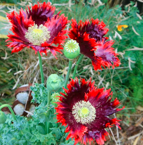 Drama Queen Peony Poppy with large double blooms growing in a sunny garden.
