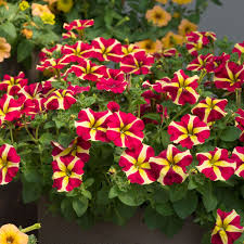 Pink & Yellow Petunia Flower seeds for Planting Bright Blooms Heirloom & GMO Free Seeds for Home Garden