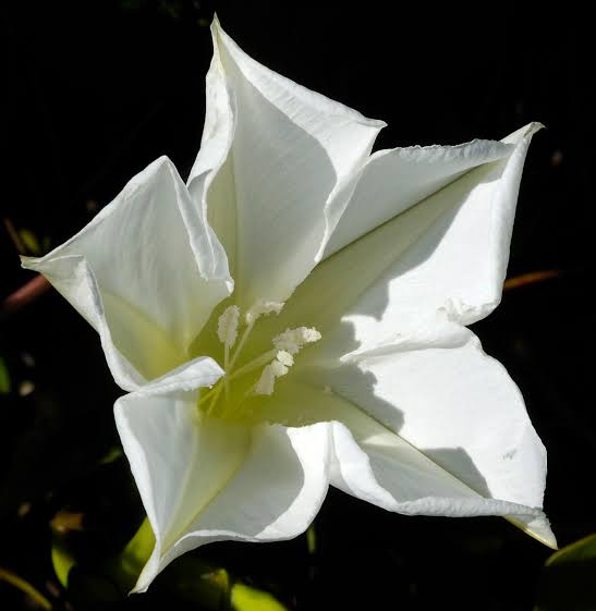 Fragrant Moonflower Bush seeds for planting with white evening blooms.