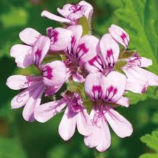 Light Red Pelargonium Flower Seeds for Planting Fragrant Blossoms Heirloom & GMO Free Seeds for Home Garden
 
 Sale