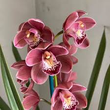 Samen Orchidee Flower Seeds for Planting