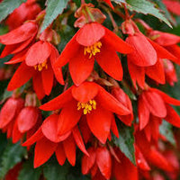 Buy Begonia Boliviensis Seeds for Planting  Vibrant Biennials for All Seasons