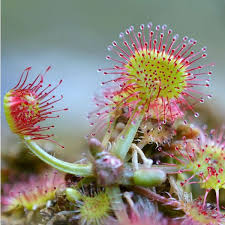 Pale Pink Sundew Flower seeds for Planting Perfect for Borders Heirloom & GMO Free Seeds for Home Garden