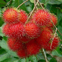 Tropical Rambutan tree with vibrant red fruits and green foliage.
