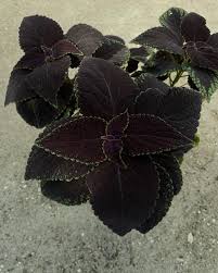 Black Coleus Flower seeds for Planting - Colorful Display, Heirloom & GMO Free Seeds for Home Garden