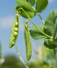 Climbing pea plants with vibrant leaves in an outdoor garden.

