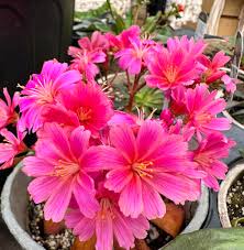Pink Cotyledon Flower seeds for Planting - Premium Quality, Heirloom & GMO Free Seeds for Home Garden