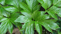 Angelica keiskei growing in a container with healthy green foliage.
