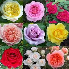 Pink Mix Ruby Rose Flower Seeds for Planting Bright Blooms Heirloom & GMO Free Seeds for Home Garden
 
 Sale