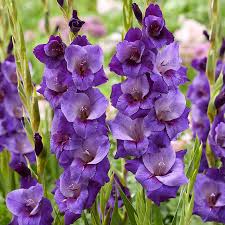 Purple Gladiolus Flower Seeds for Planting Compact Growth Heirloom & GMO Free Seeds for Home Garden
 
 Sale