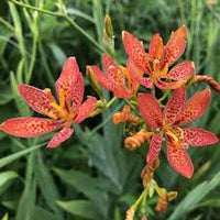 Blackberry Lilly Flower seeds for Planting Premium Quality Heirloom & GMO Free Seeds for Home Garden 
 
 Sale