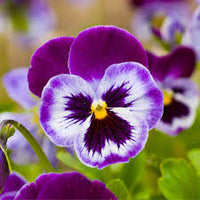 Violet Pansy Flower seeds for Planting - Compact Growth, Heirloom & GMO Free Seeds for Home Garden