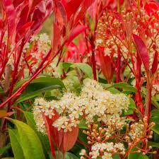 Red Photinia Flower seeds for Planting - Bright Blooms, Heirloom & GMO Free Seeds for Home Garden