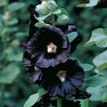 Black Hollyhock plants with deep dark blooms growing in a sunny garden.
