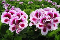 White Purple Geranium Flower Seeds for Planting Long Bloom Season Heirloom & GMO Free Seeds for Home Garden
 
 Sale