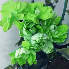 Green Geranium Flower seeds for Planting - Colorful Display, Heirloom & GMO Free Seeds for Home Garden