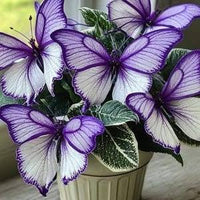Ornamental Hosta with broad leaves and seasonal flower spikes in a landscape.