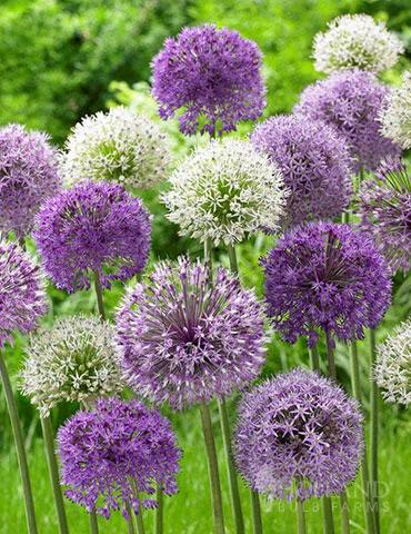 Allium bulb mix growing in a garden bed with green foliage