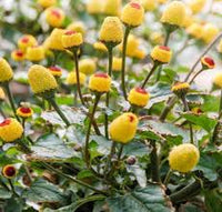 Toothache Plant for Natural Relief  Seeds for Growing Your Own Herbal Remedy in Gardens