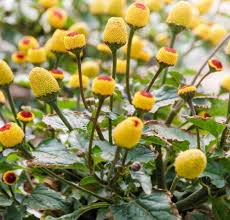Toothache Plant for Natural Relief  Seeds for Growing Your Own Herbal Remedy in Gardens