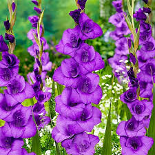 Purple Yellow Gladiolus Flower Seeds for Planting Seasonal Bloomer Heirloom & GMO Free Seeds for Home Garden
 
 Sale