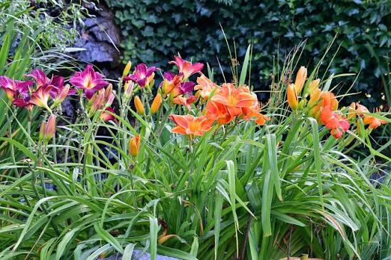 Daylily perennial flowers growing along a garden border