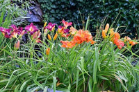 Daylily perennial flowers growing along a garden border