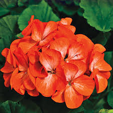 Orange Pelargonium Peltatum Flower Seeds for Planting Drought Tolerant Heirloom & GMO Free Seeds for Home Garden
 
 Sale
